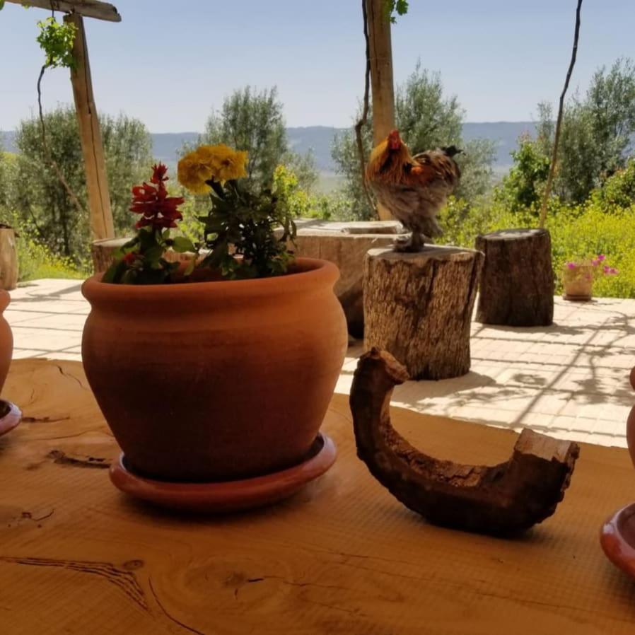 Le Chene D'Azrou Hotel Exterior photo